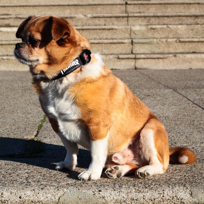 Thrasher Dog Collar Small 3/4"